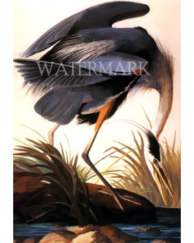 Great Blue Heron (Without frame) : (14"x20")